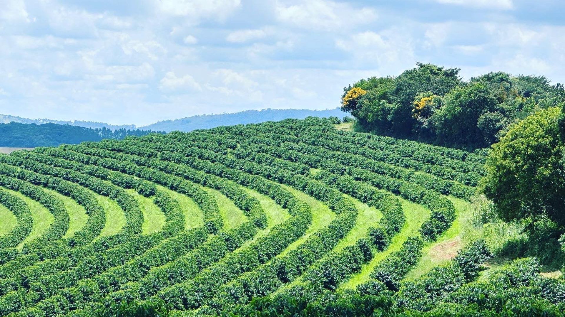 Lavoura de café em curvas de nível