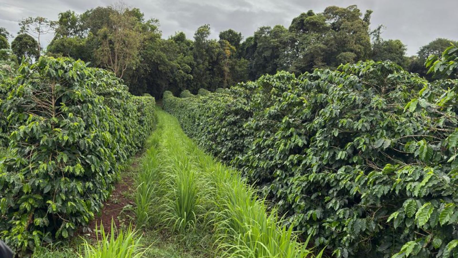 Fazenda Barra Funda — foto 3