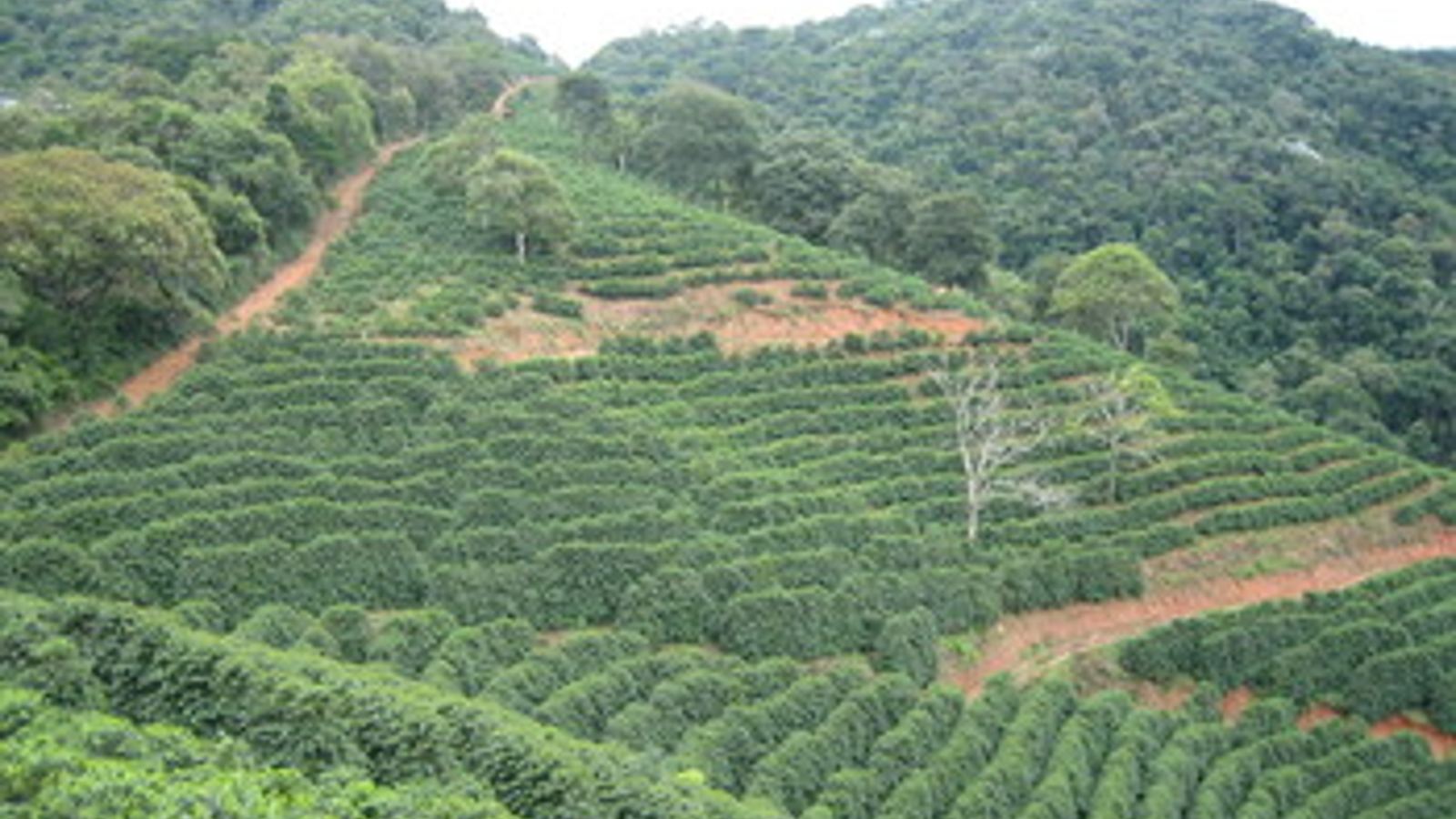 Granja Sao Francisco — foto 3