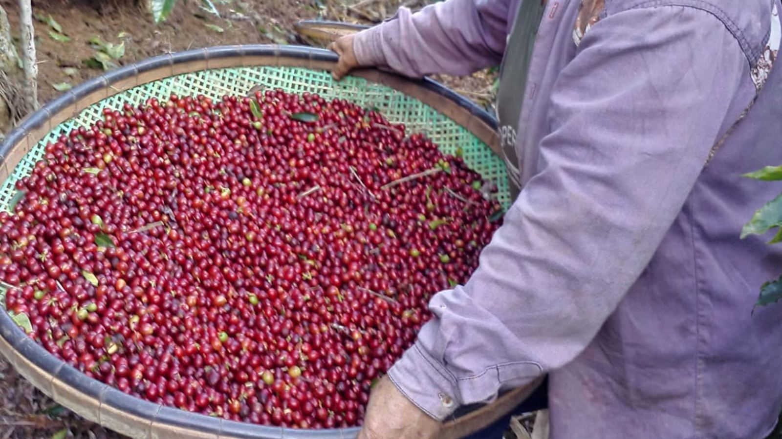 Sítio Agroecológico Recanto da Serra — foto 2