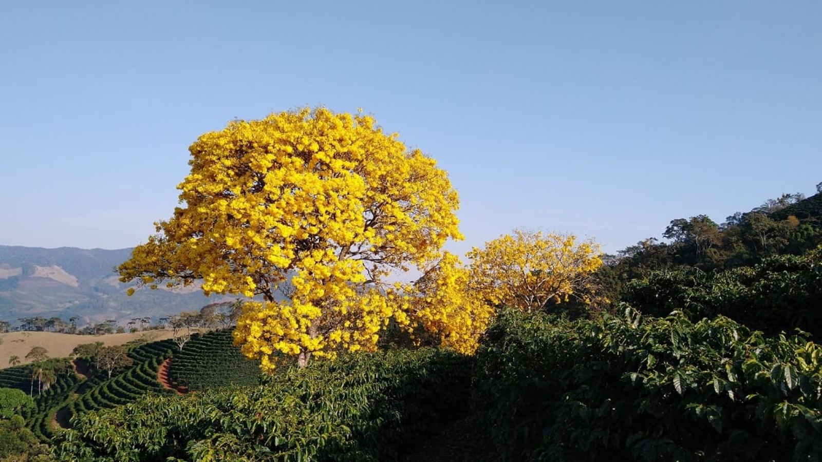 Sítio Baixadao — foto 3