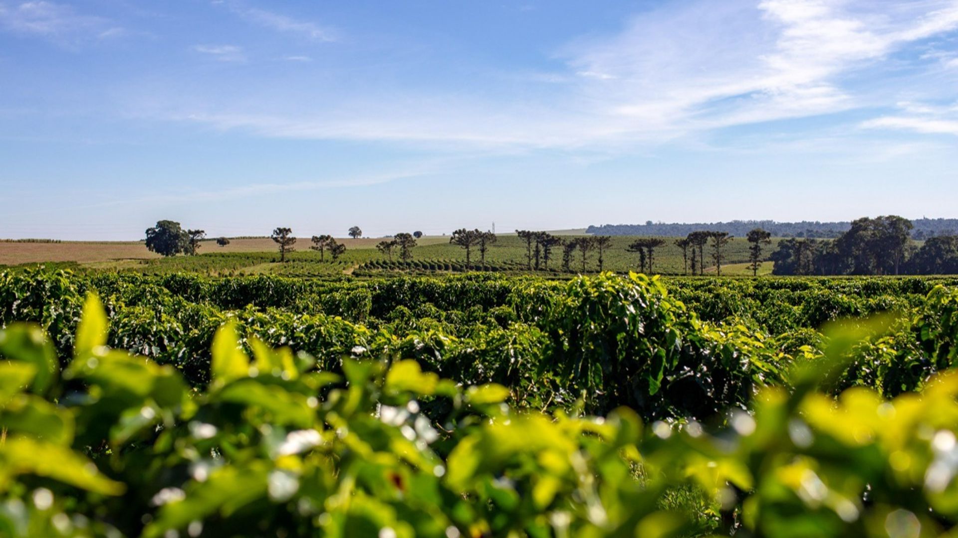 Norte Pioneiro do Paraná
