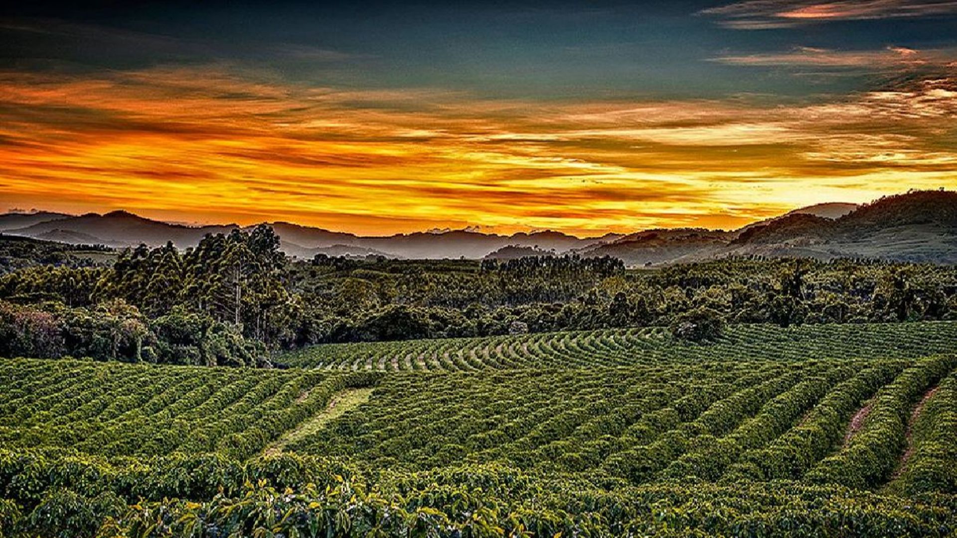 Região de Pinhal